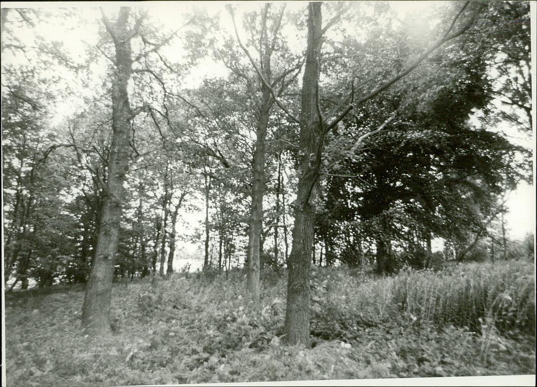 Karta cmentarza, skan nr 6