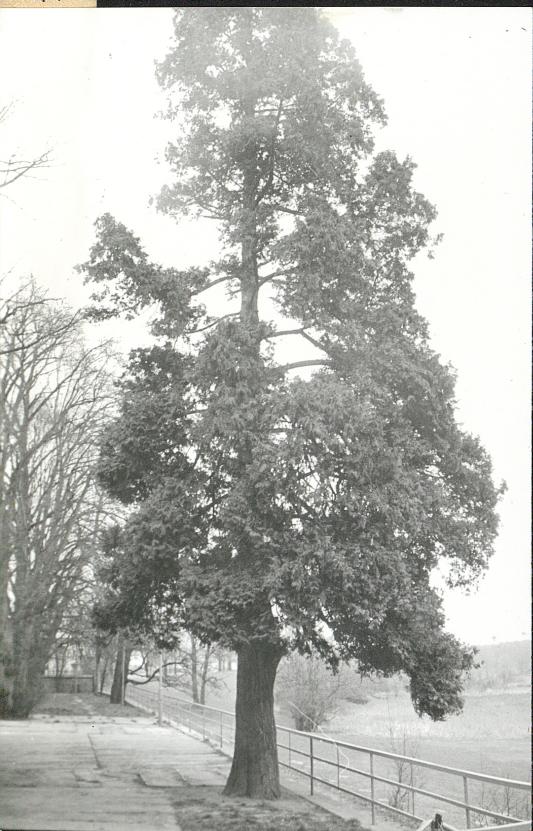 Karta cmentarza, skan nr 9