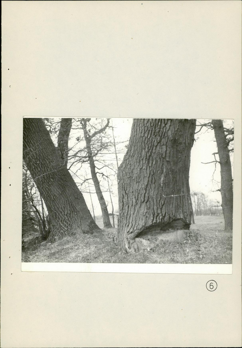 Ewidencja parkowa, skan nr 43