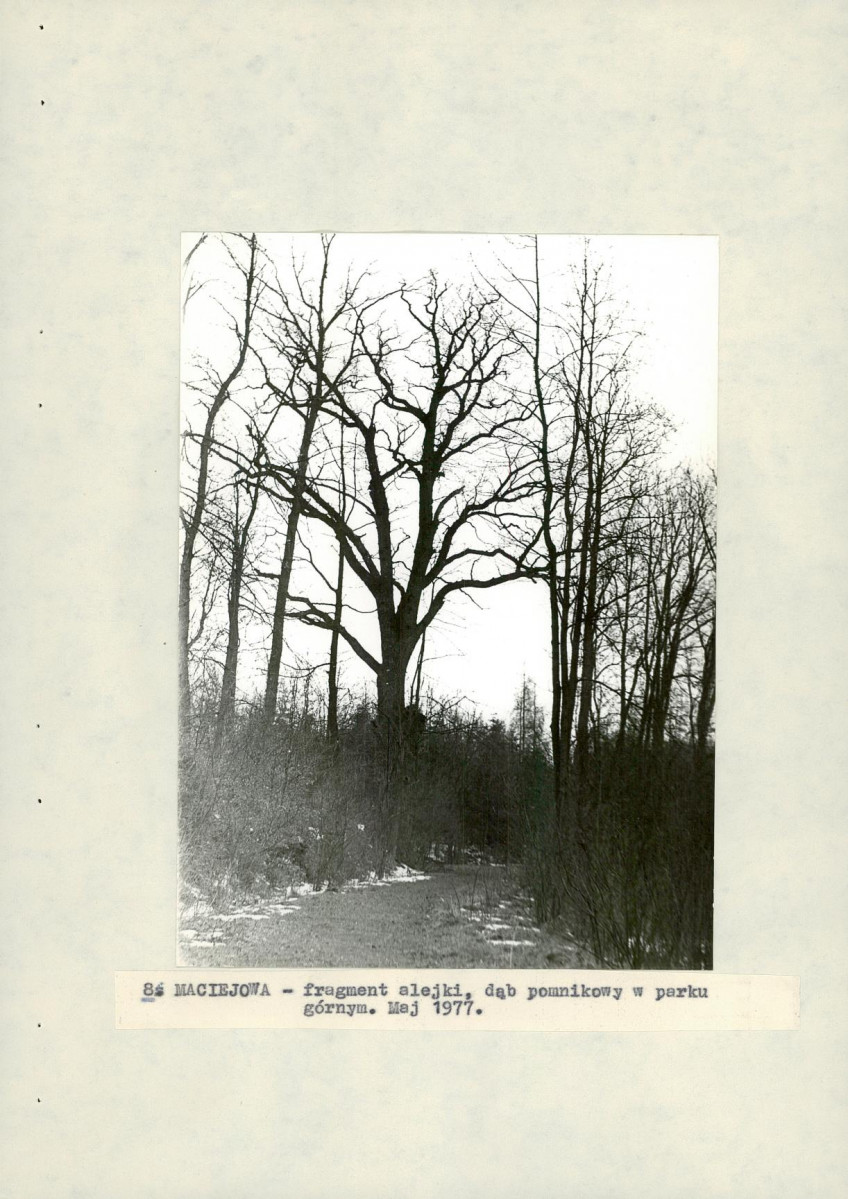 Ewidencja parkowa, skan nr 29