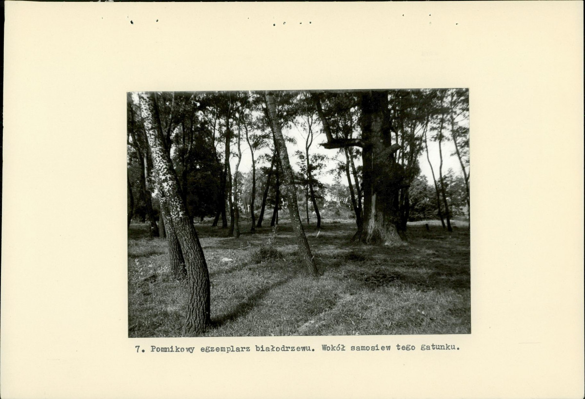 Ewidencja parkowa, skan nr 21