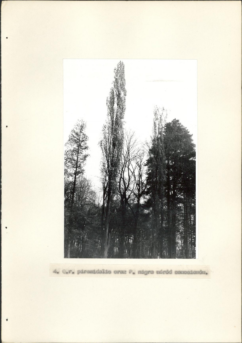 EP - Ewidencja parkowa, skan nr 21