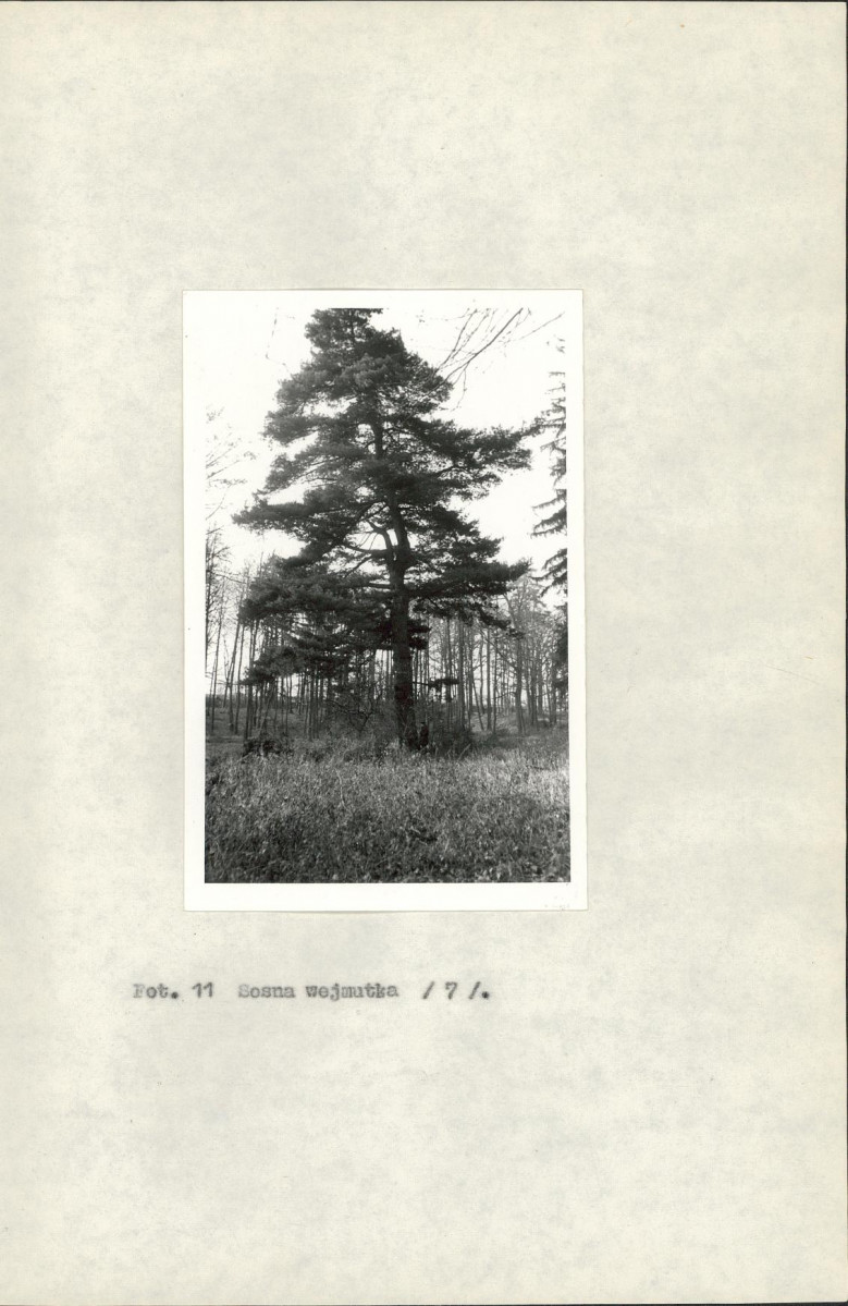 Ewidencja parkowa, skan nr 22