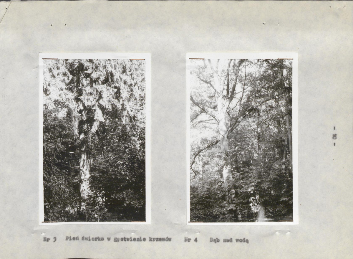 Ewidencja parkowa, skan nr 20