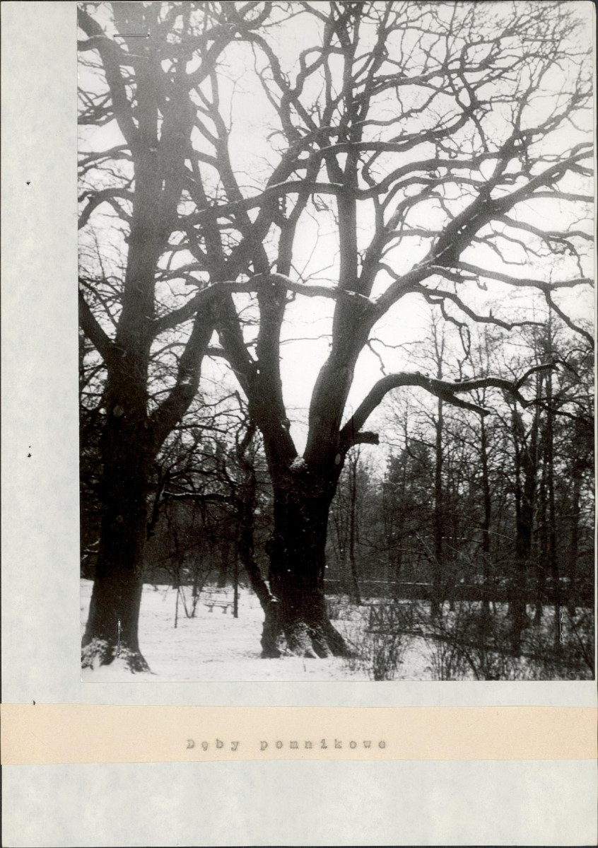 Ewidencja parkowa, skan nr 16