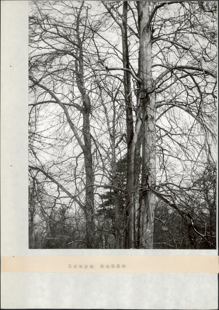 Ewidencja parkowa, skan nr 21