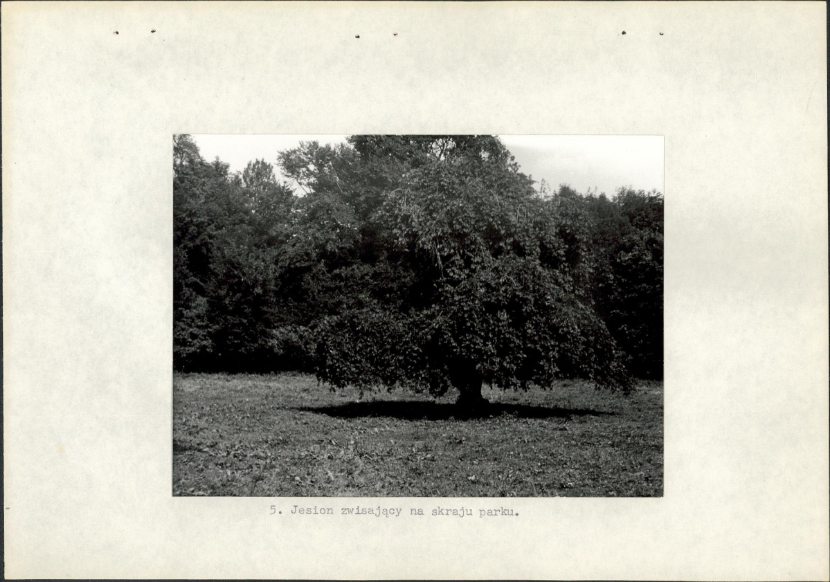 Ewidencja parkowa, skan nr 18