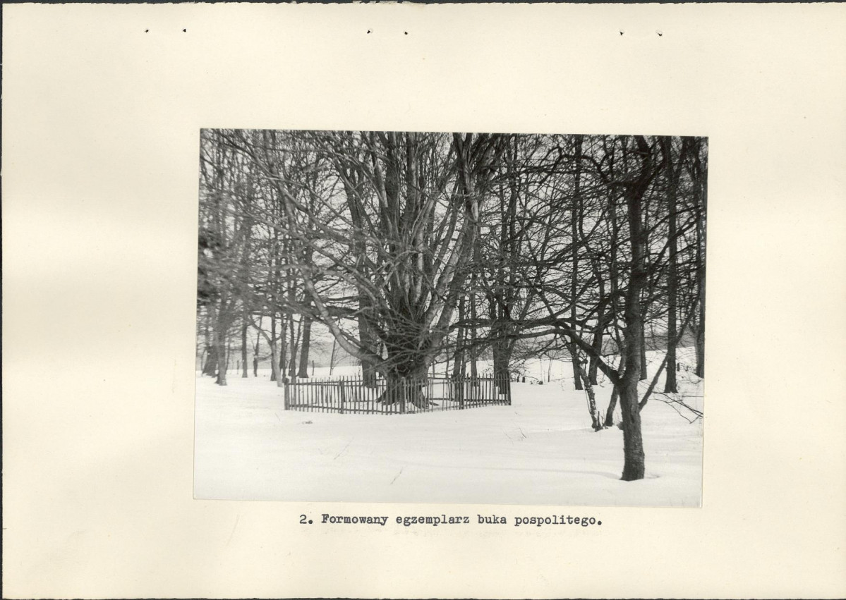 Ewidencja parkowa, skan nr 19