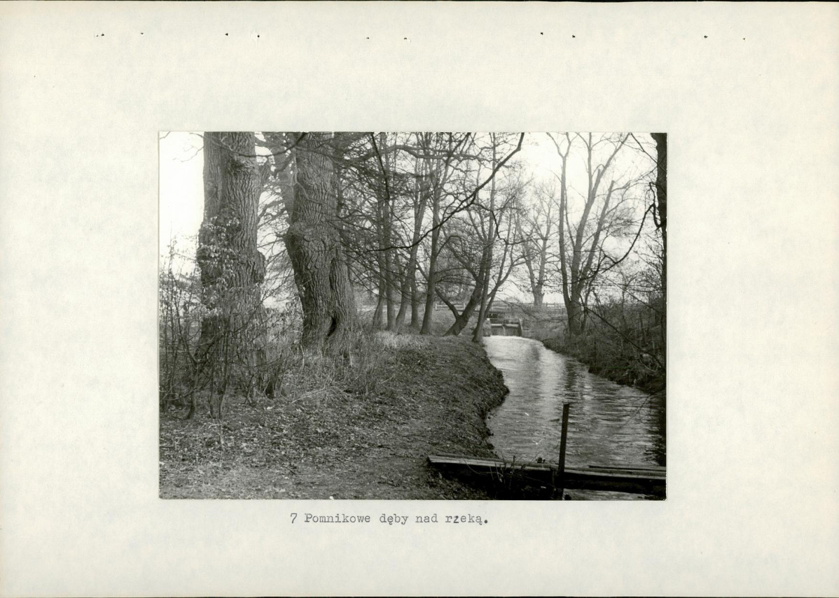 Ewidencja parkowa, skan nr 19