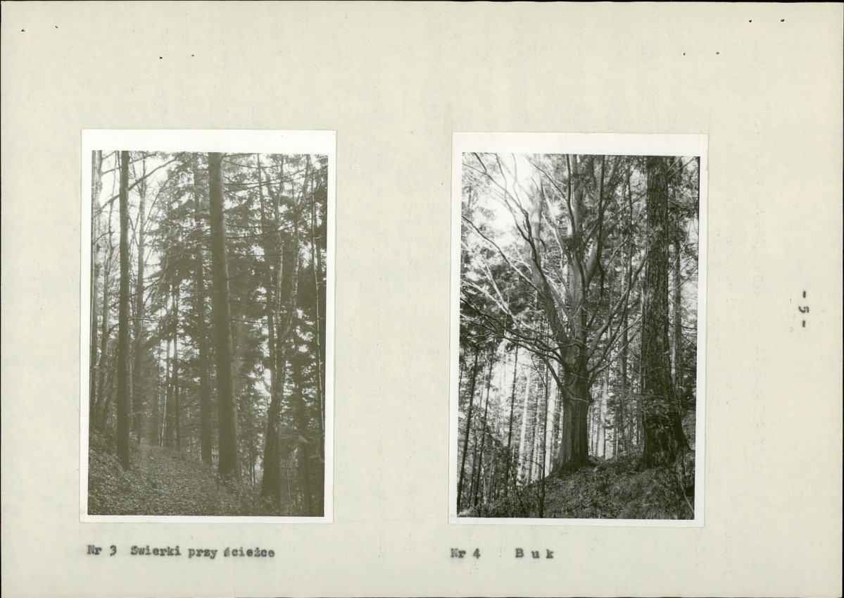 Ewidencja parkowa, skan nr 10