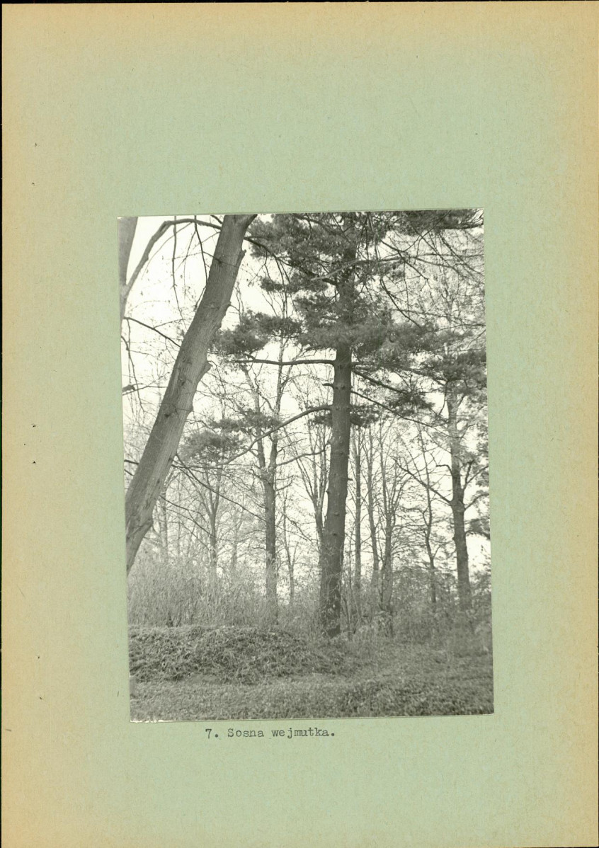 Ewidencja parkowa, skan nr 19