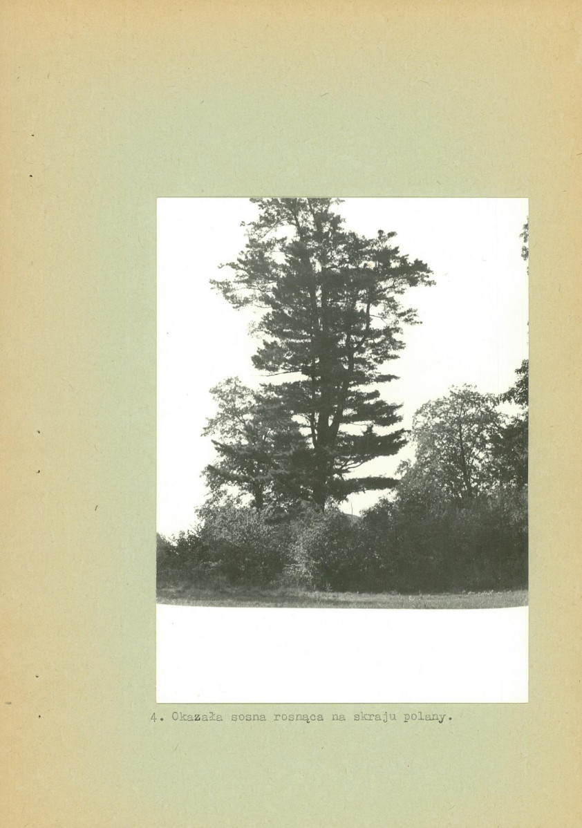 Ewidencja parkowa, skan nr 17