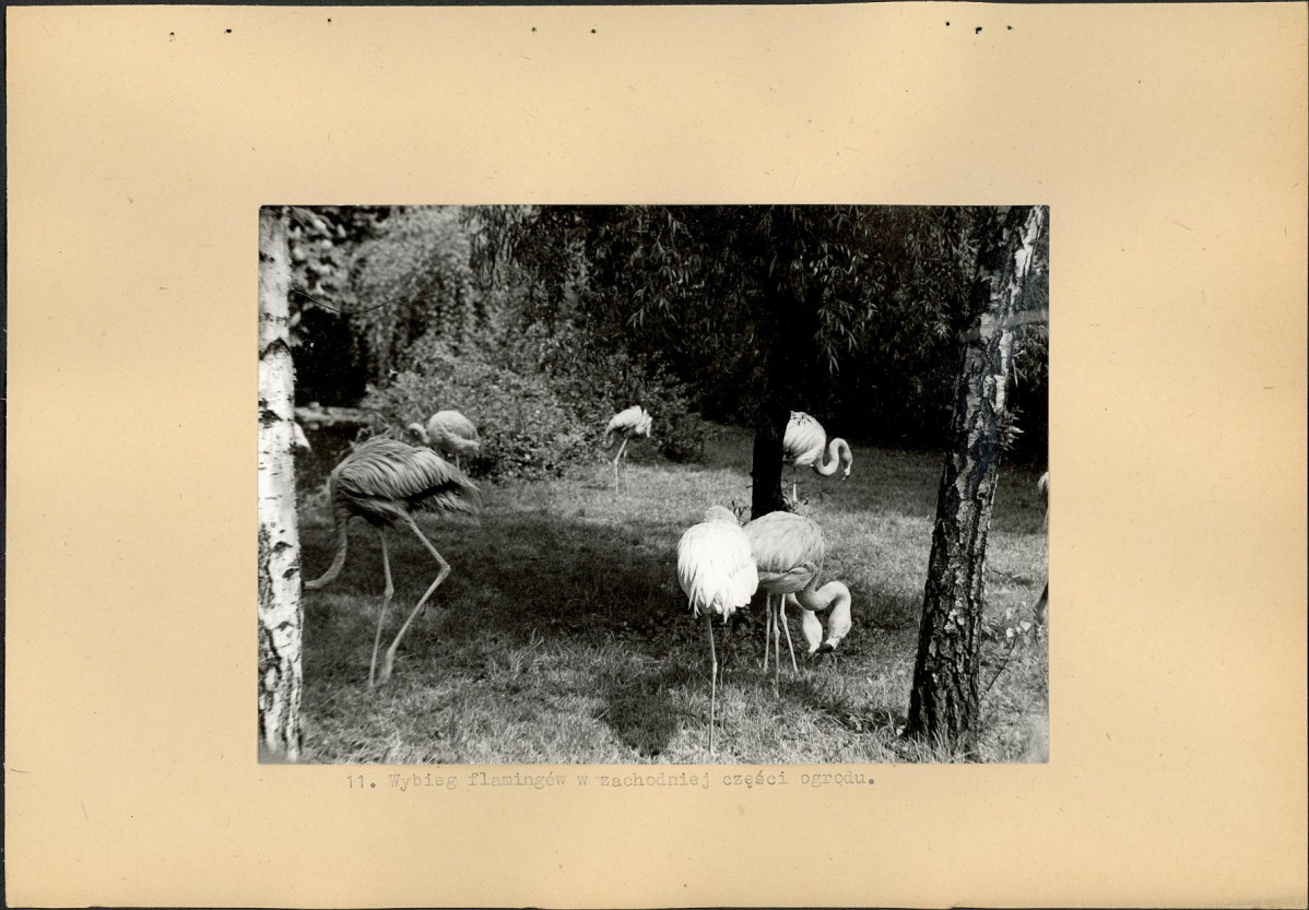 Ewidencja parkowa, skan nr 31