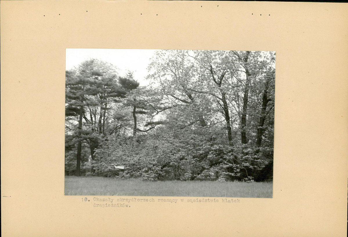 Ewidencja parkowa, skan nr 38