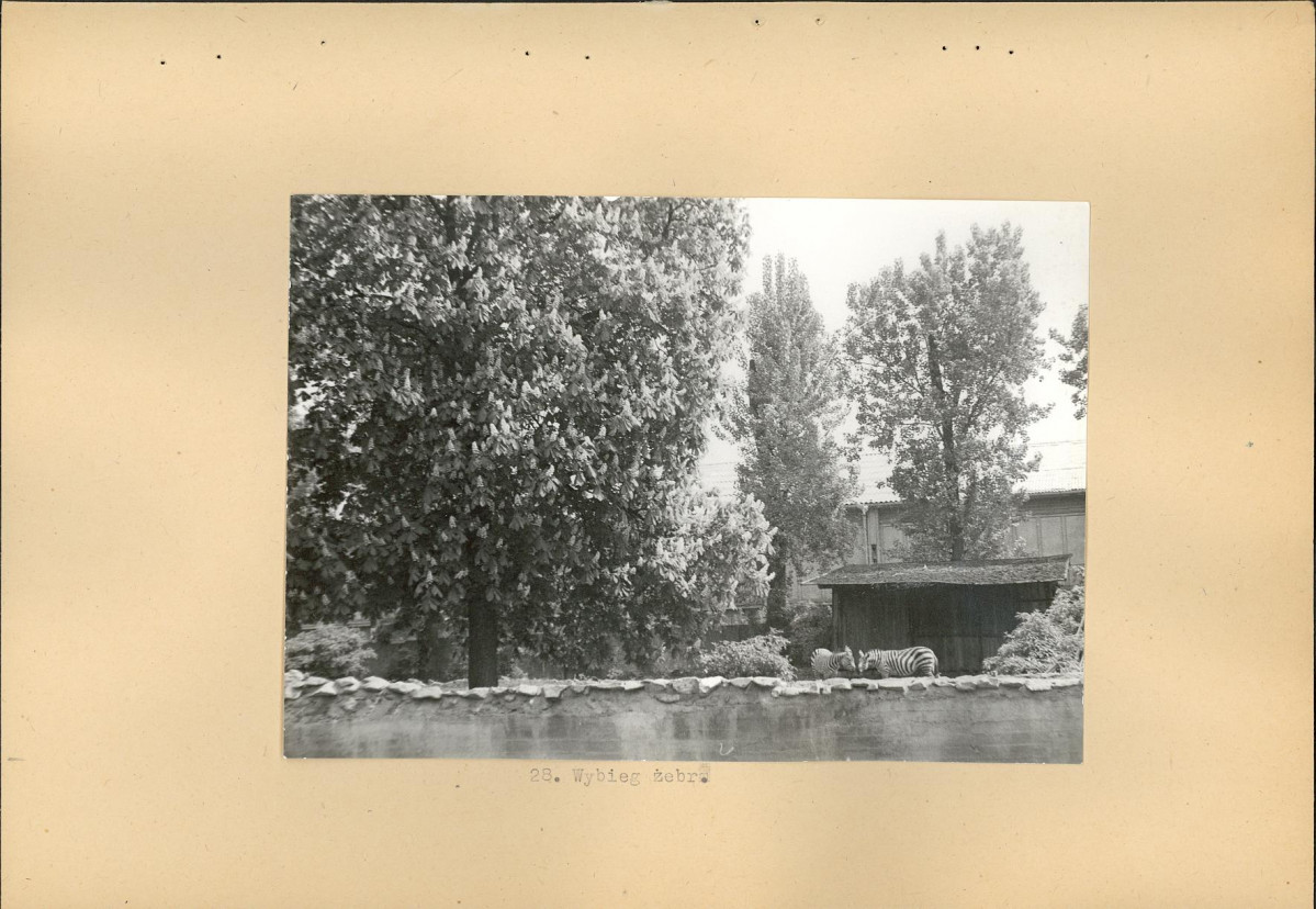 Ewidencja parkowa, skan nr 48