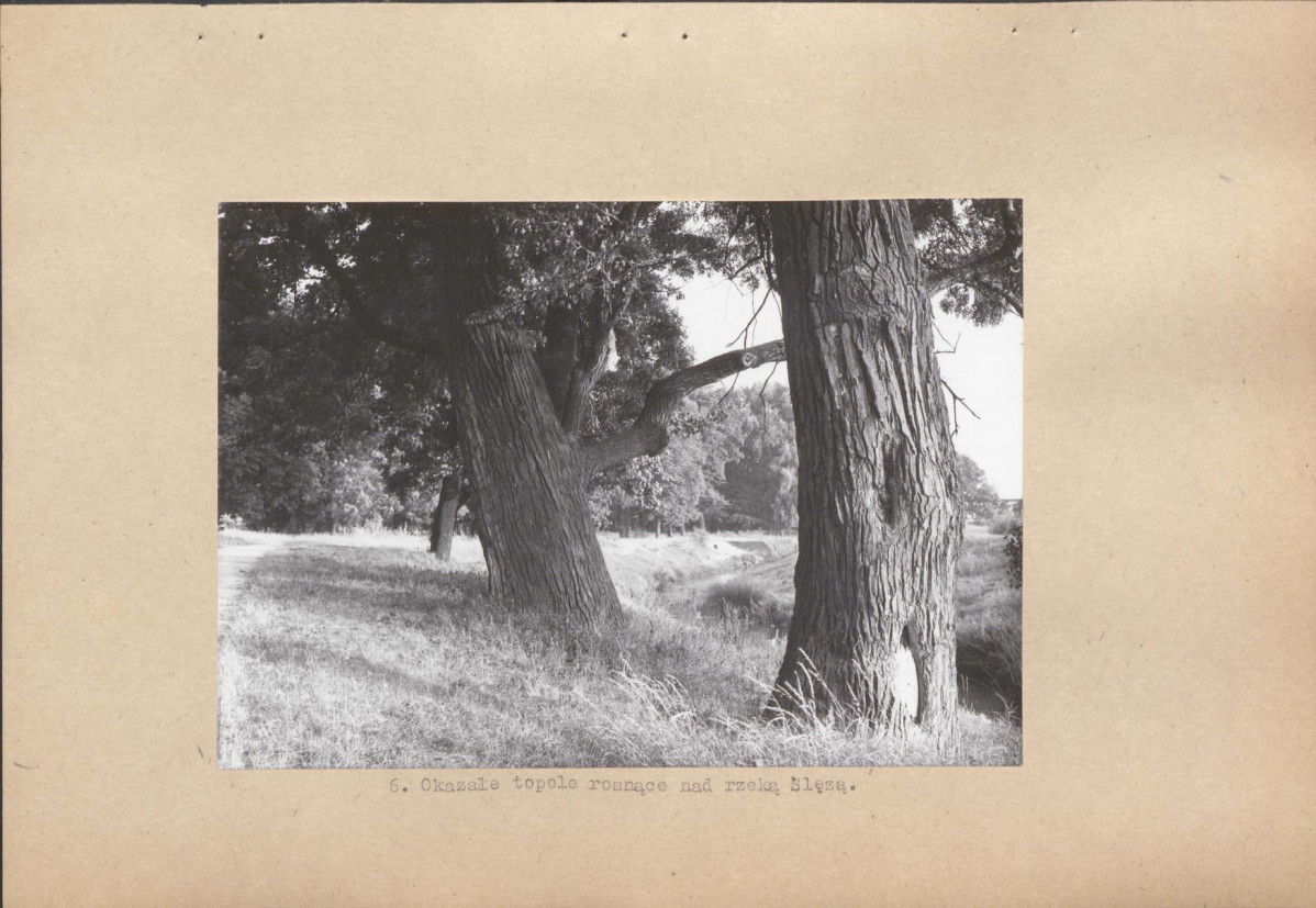 Ewidencja parkowa, skan nr 19