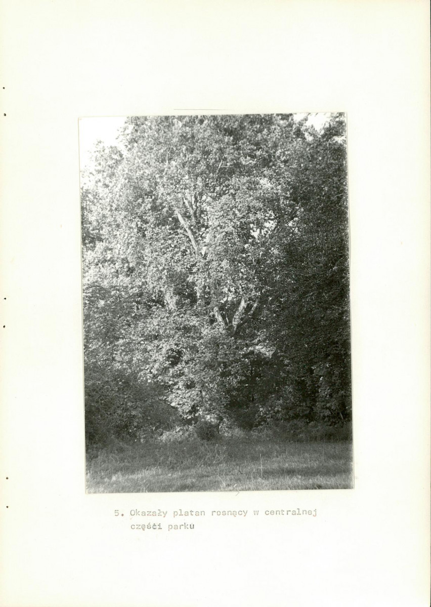 Ewidencja parkowa, skan nr 25
