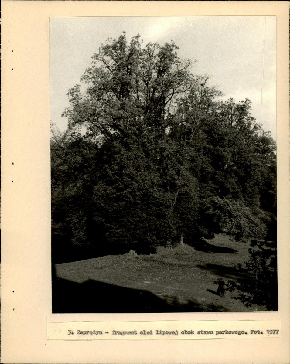 Ewidencja parkowa, skan nr 19