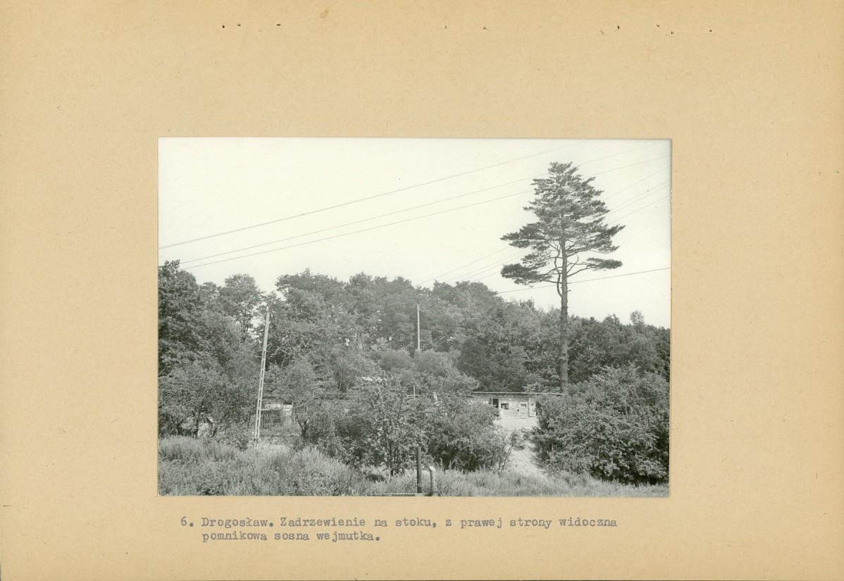 Ewidencja parkowa, skan nr 19