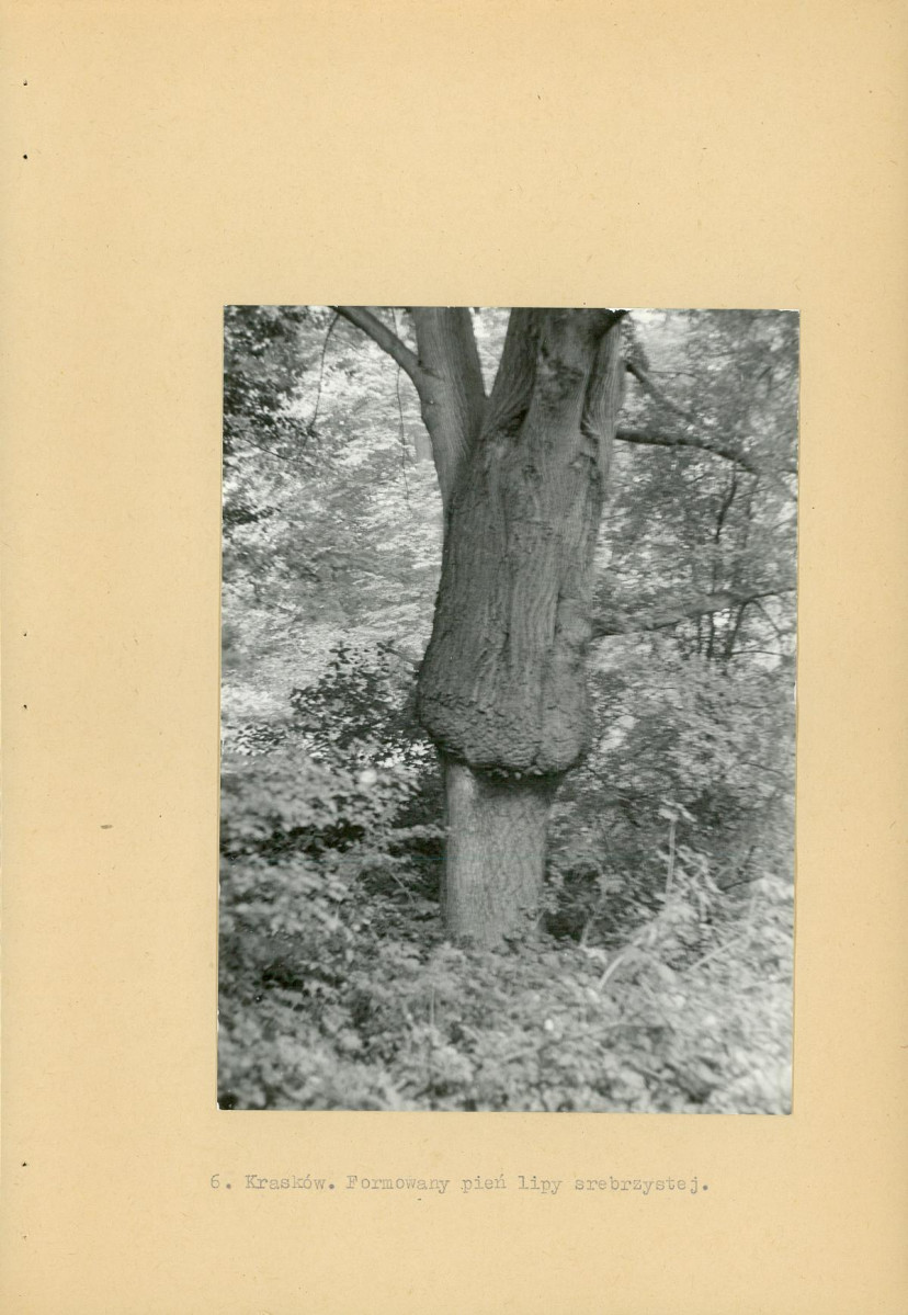 Ewidencja parkowa, skan nr 16