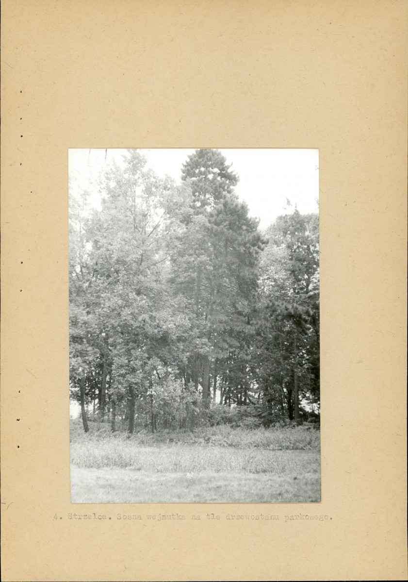 Ewidencja parkowa, skan nr 16