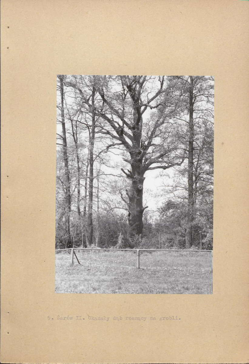 Ewidencja parkowa, skan nr 14