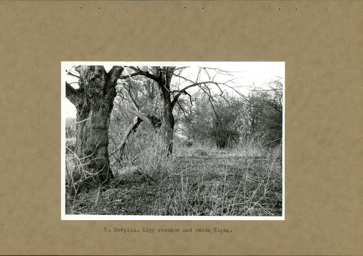 Ewidencja parkowa, skan nr 17