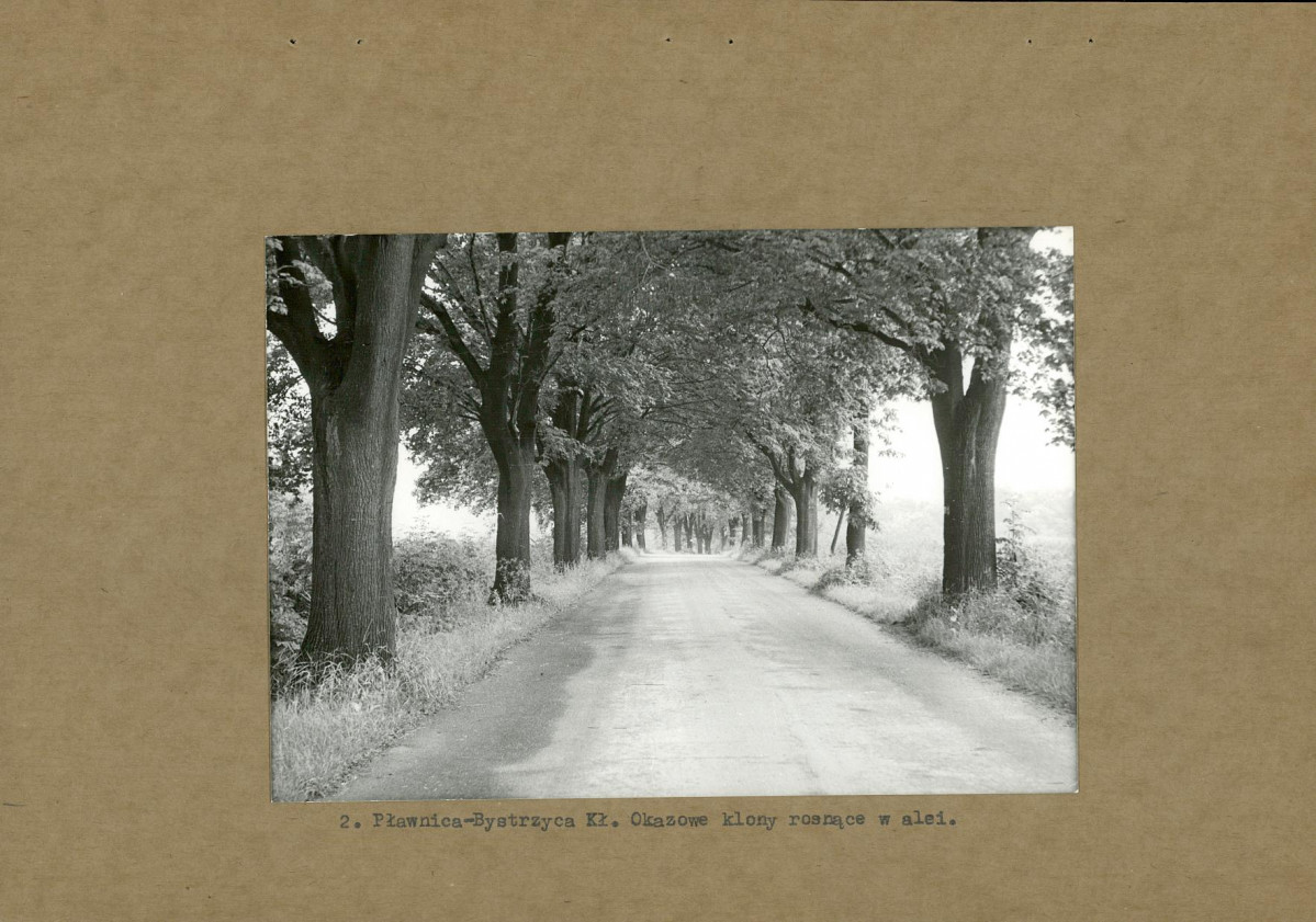 Ewidencja parkowa, skan nr 12