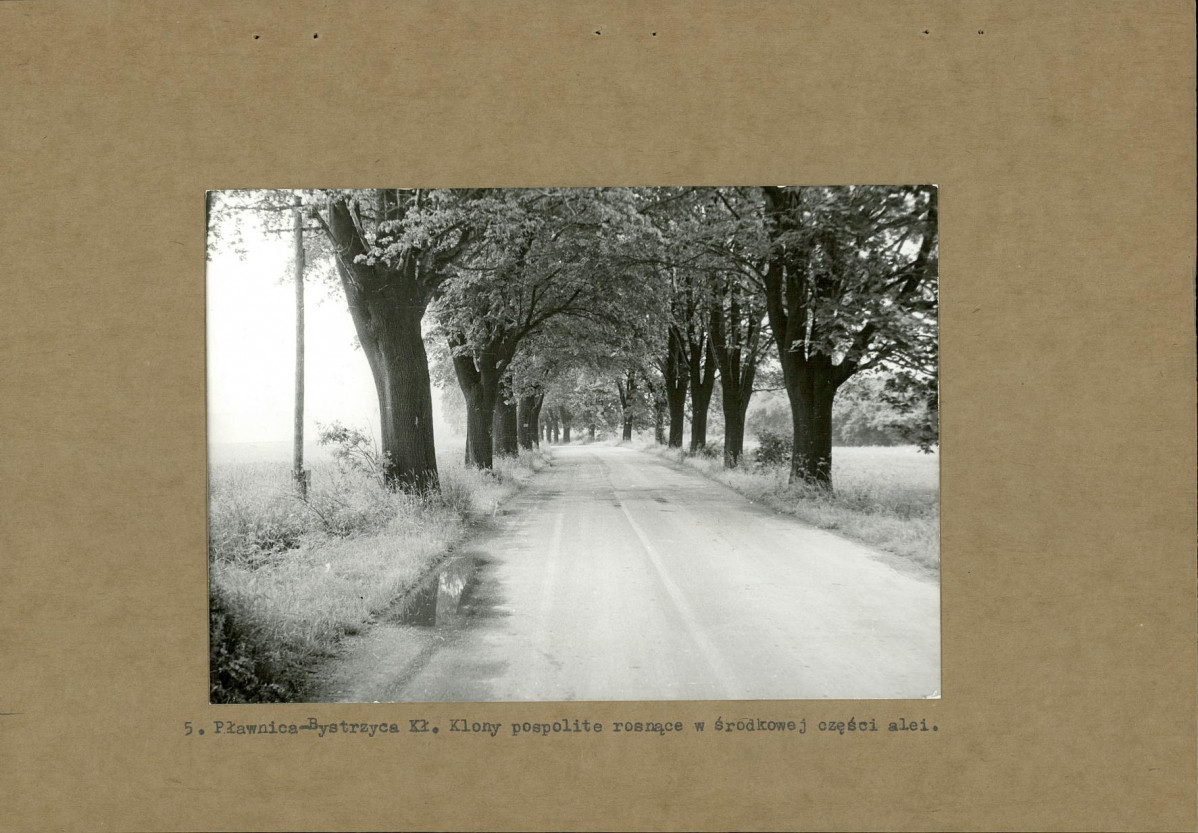 Ewidencja parkowa, skan nr 15
