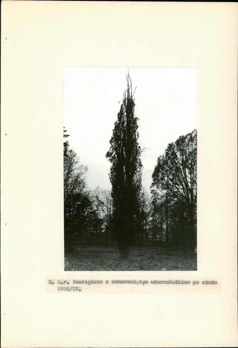 EP - Ewidencja parkowa, skan nr 21