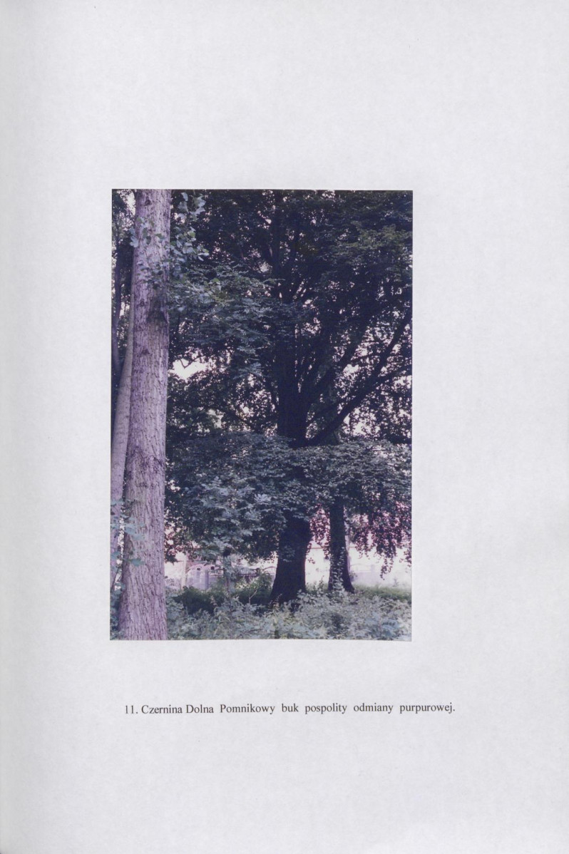 Ewidencja parkowa, skan nr 29