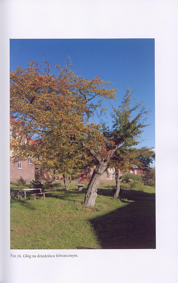 EP - Ewidencja parkowa, skan nr 61