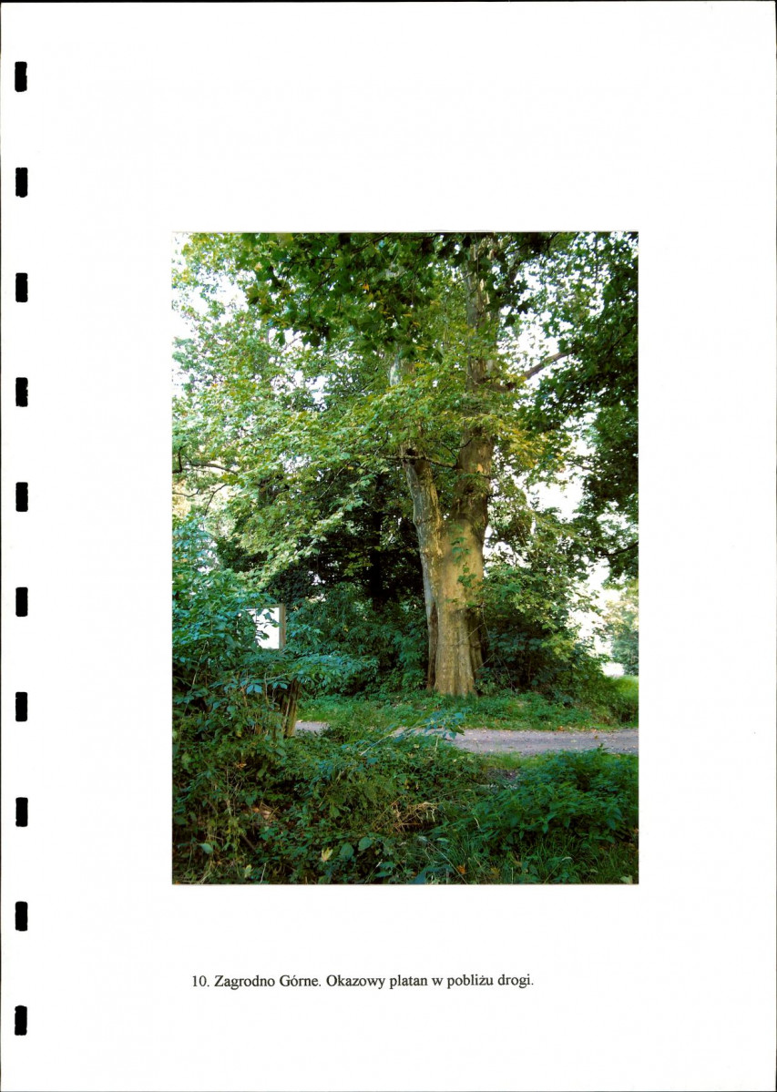 EP - Ewidencja parkowa, skan nr 24