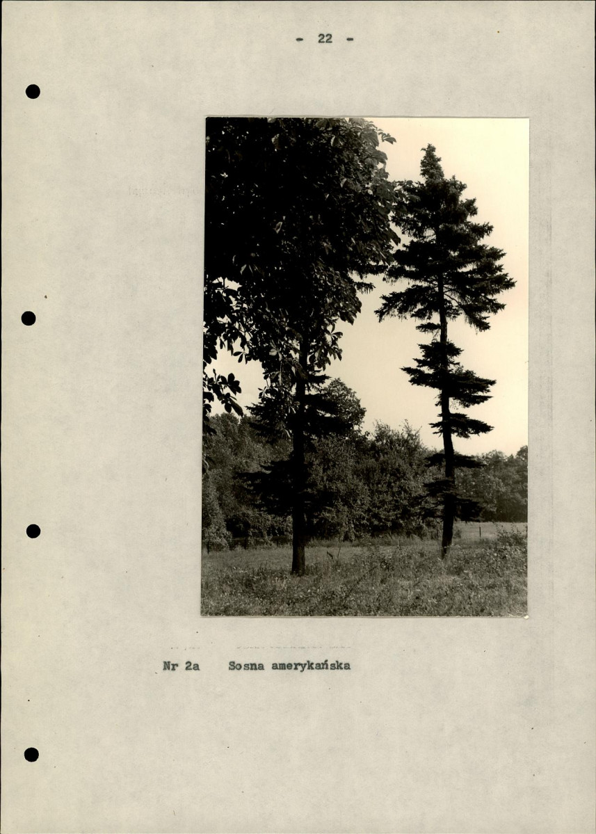 Ewidencja parkowa, skan nr 26