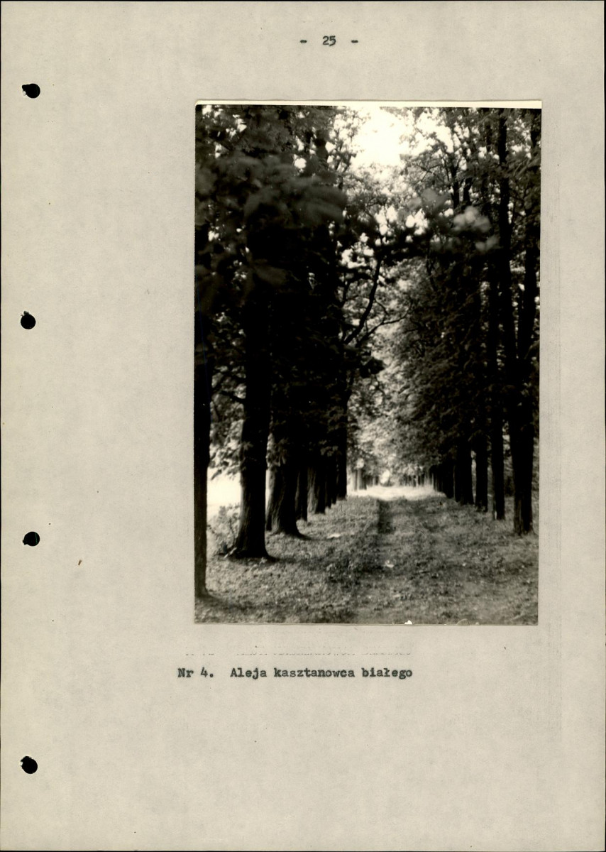 Ewidencja parkowa, skan nr 29
