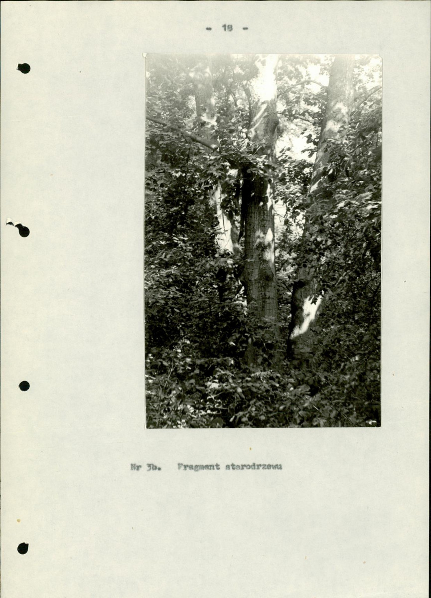 Ewidencja parkowa, skan nr 22
