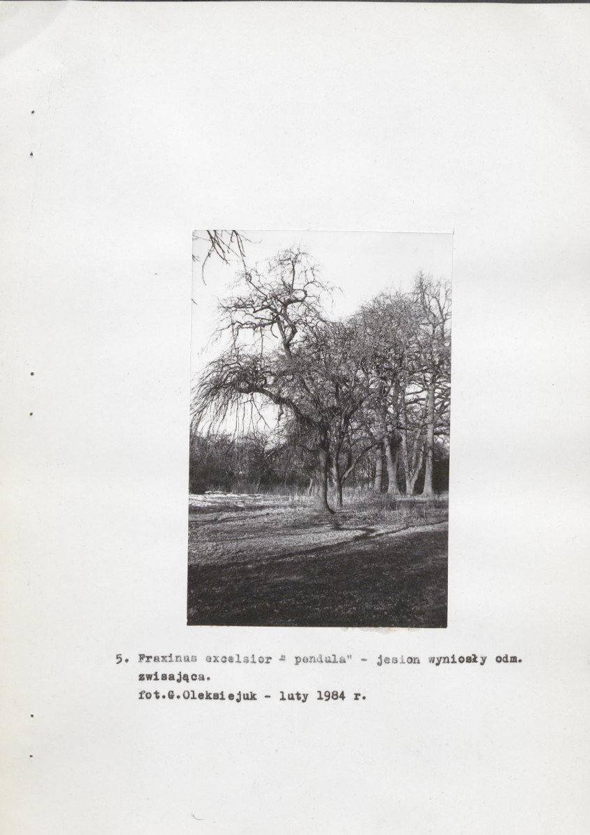 EP - Ewidencja parkowa, skan nr 17