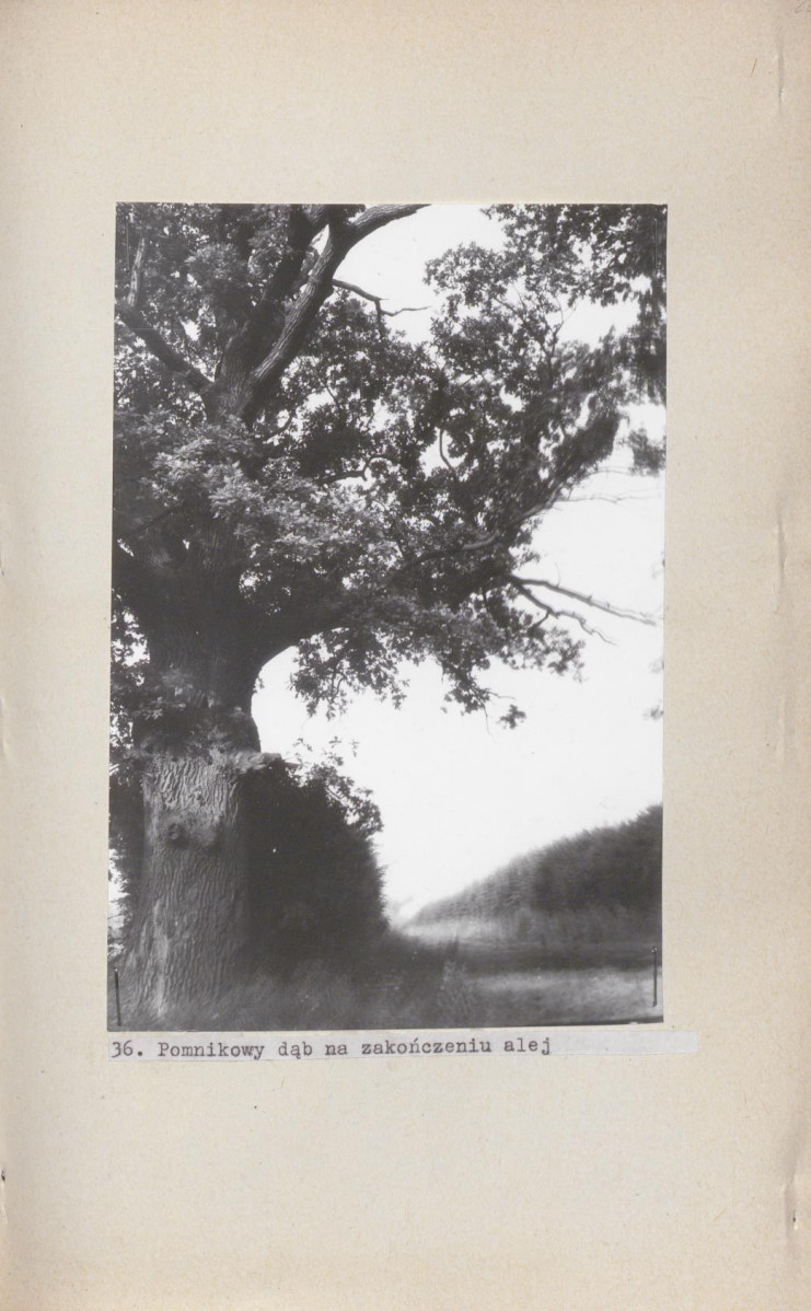 Ewidencja parkowa, skan nr 61