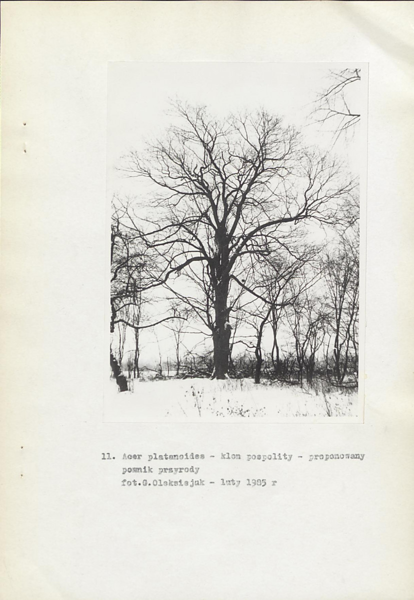 EP - Ewidencja parkowa, skan nr 29