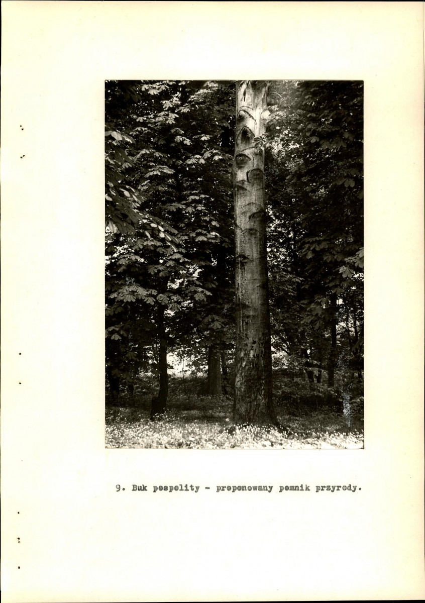 Ewidencja parkowa, skan nr 33