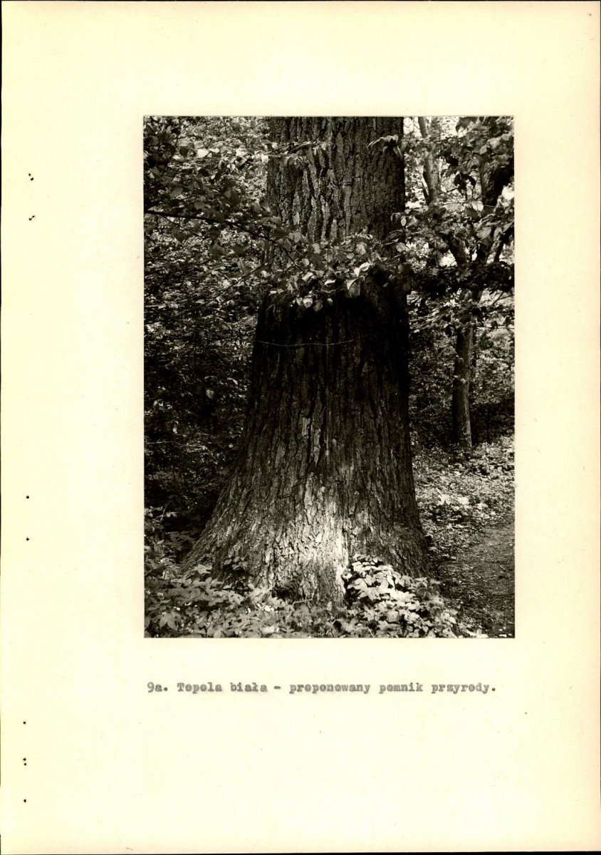 Ewidencja parkowa, skan nr 34
