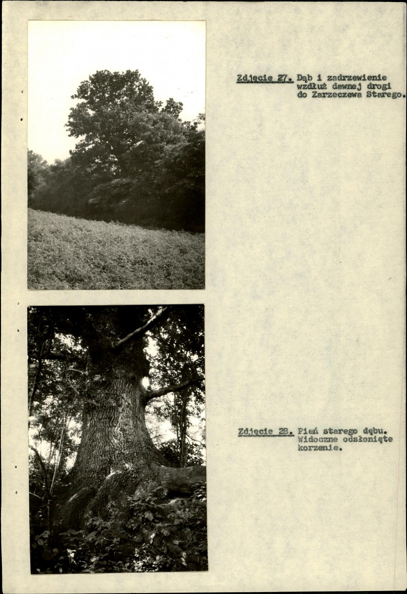 EP - Ewidencja parkowa, skan nr 46