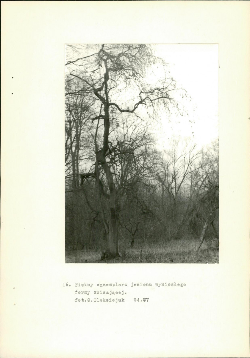 Ewidencja parkowa, skan nr 36