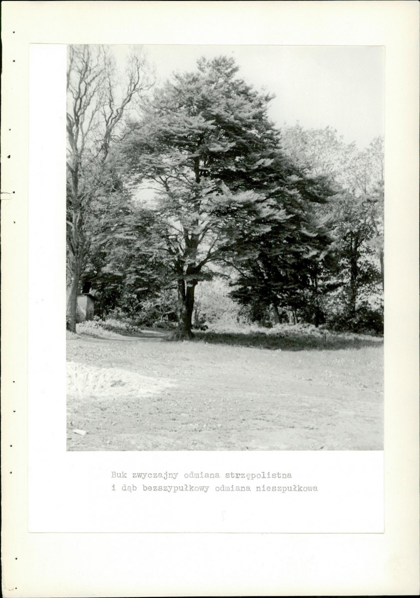 Ewidencja parkowa, skan nr 37