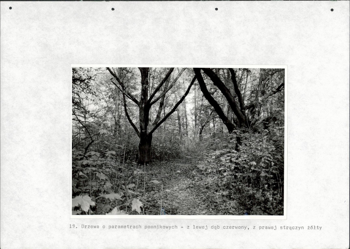 Ewidencja parkowa, skan nr 65