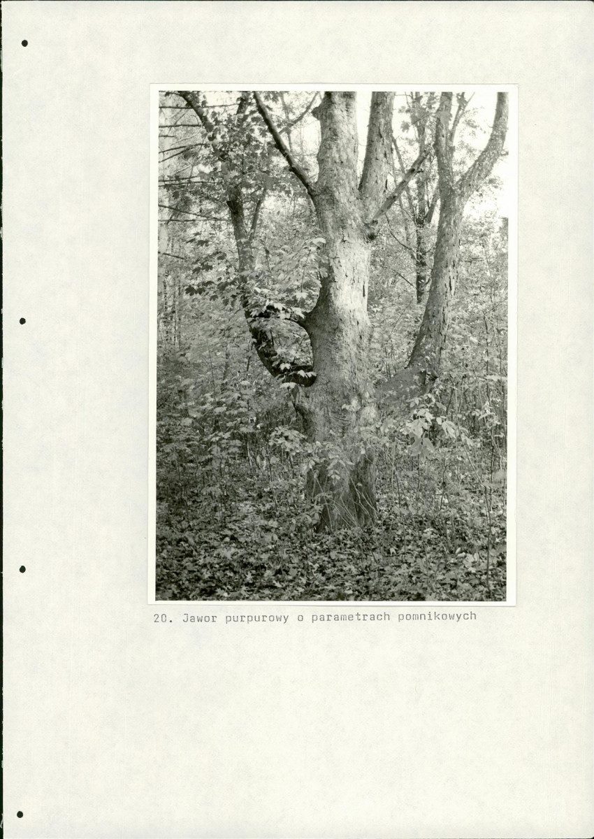 Ewidencja parkowa, skan nr 66