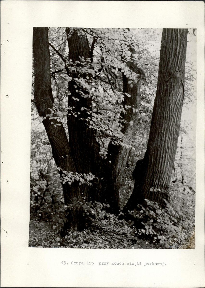 EP - Ewidencja parkowa, skan nr 36