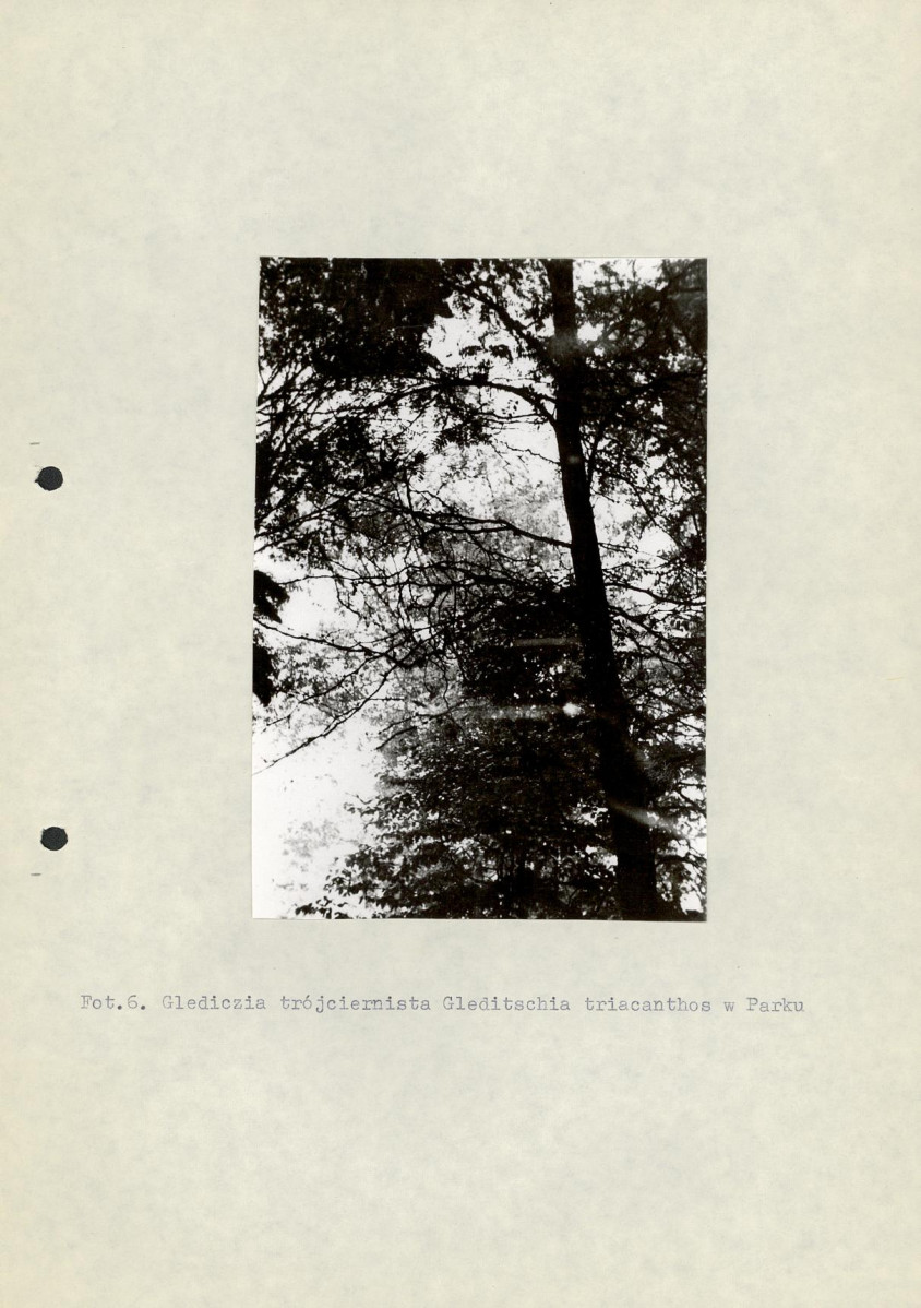 Ewidencja parkowa, skan nr 16