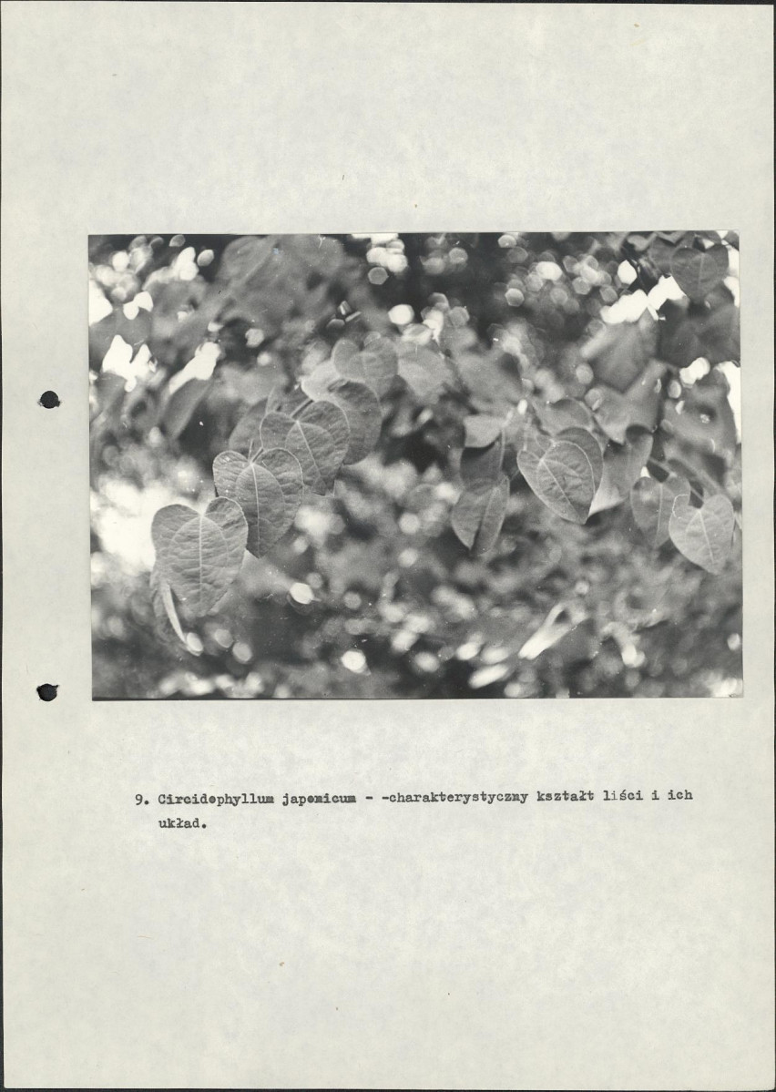 Ewidencja parkowa, skan nr 19