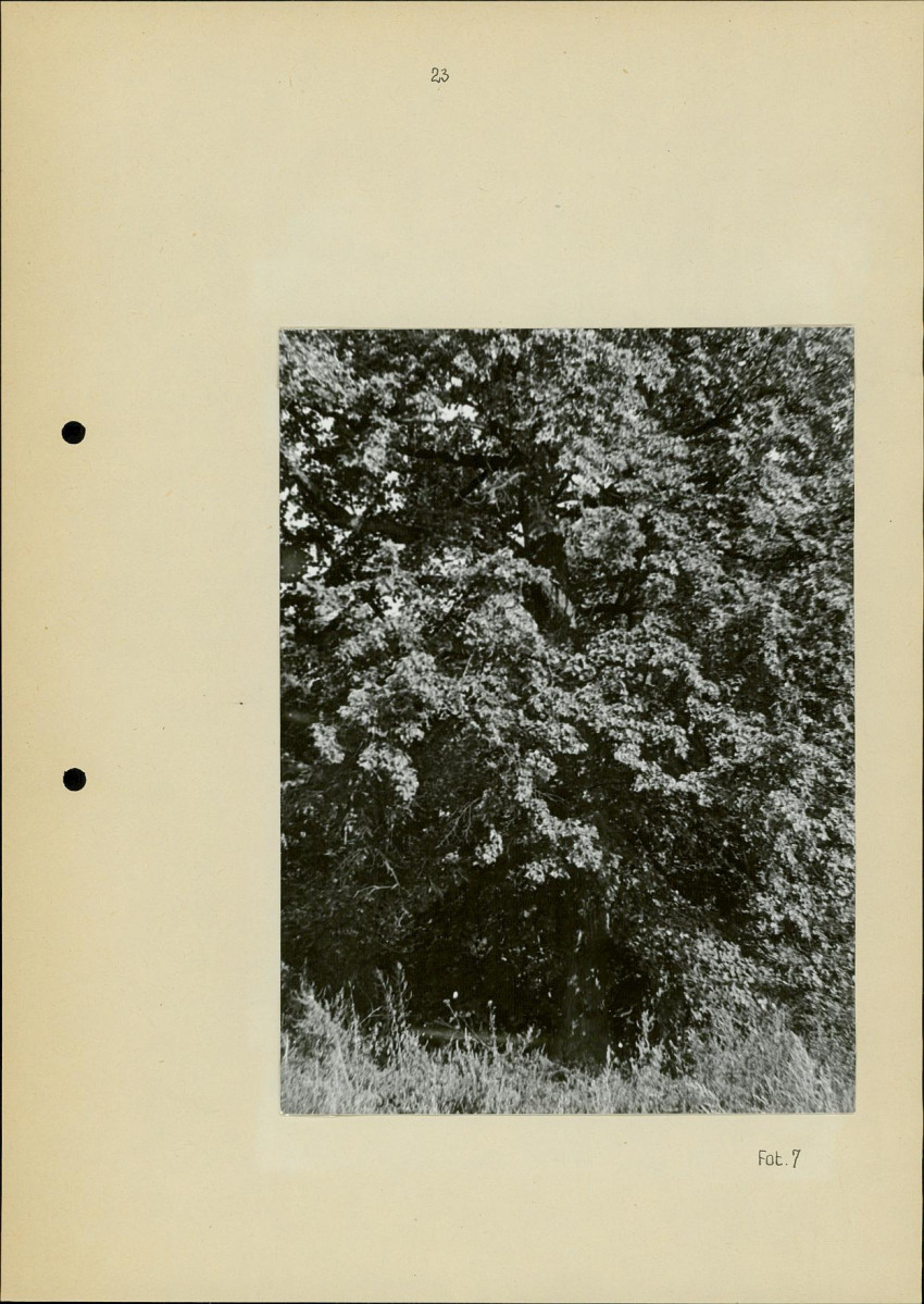 Ewidencja parkowa, skan nr 27